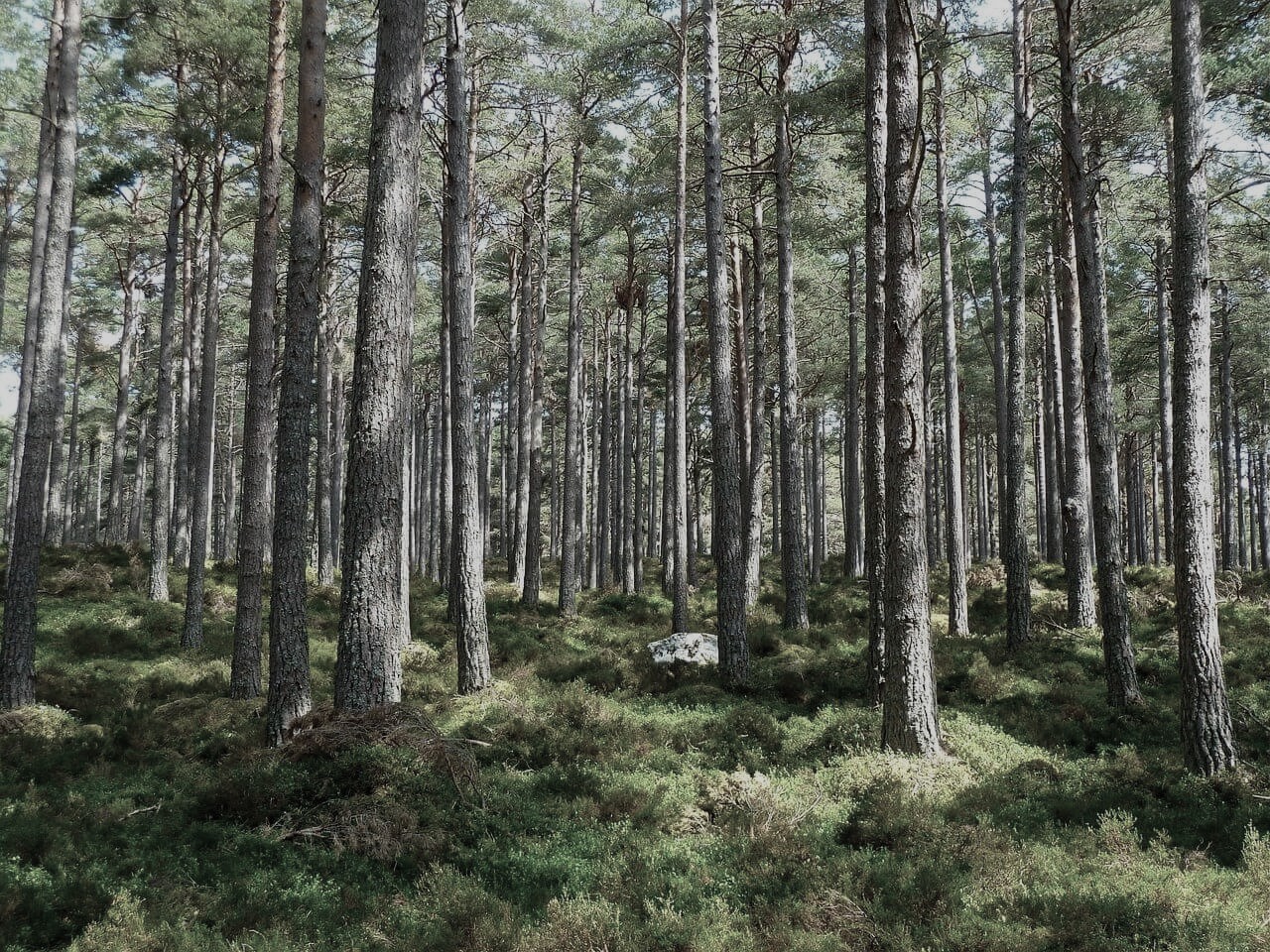 Bild 4 von Fachberatung für die Holzindustrie – DI Markus Rettenbacher