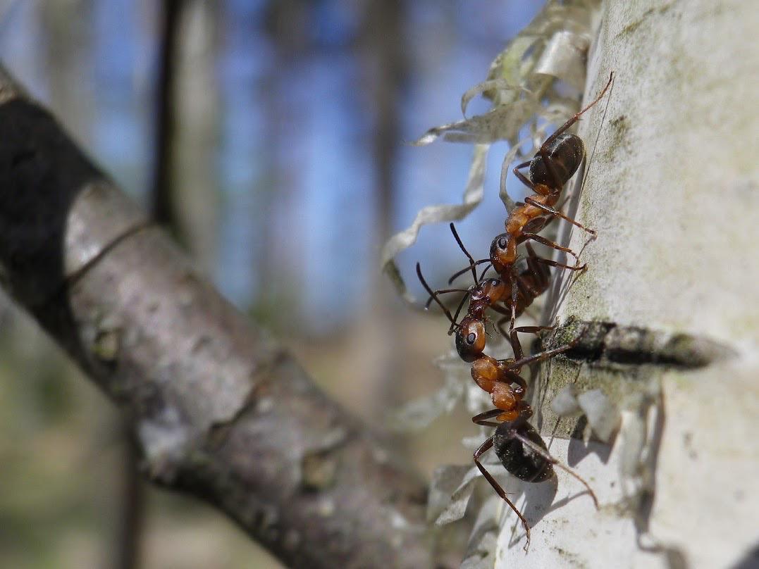 Facility Pest Control Photo