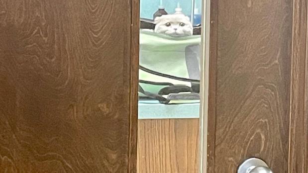 Images VCA Hollywood Animal Hospital