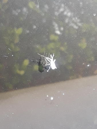 Images Patriot Pest Management LLC