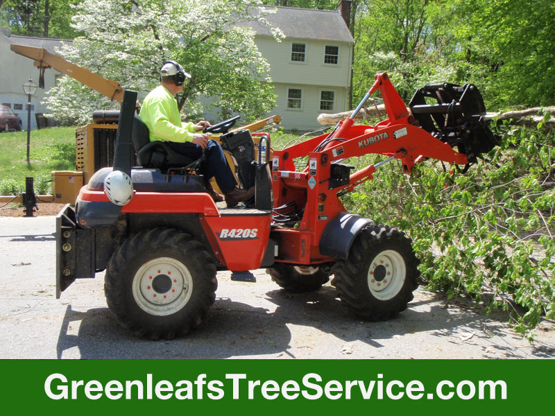 Greenleaf's Tree Service Photo