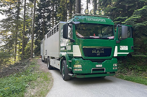 Bilder Viehhandel Riesen