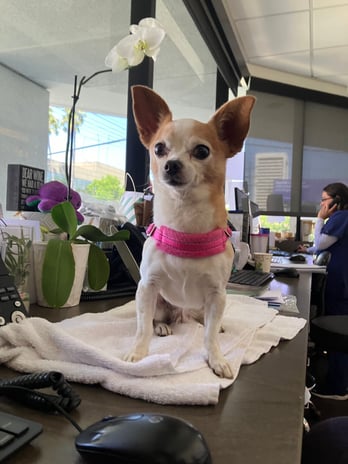 Images VCA West Los Angeles Animal Hospital