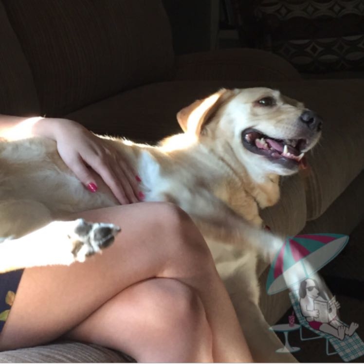 Early morning belly rubs for Molly. She is such a love-bug!  stressfreeboarding  PAIpets