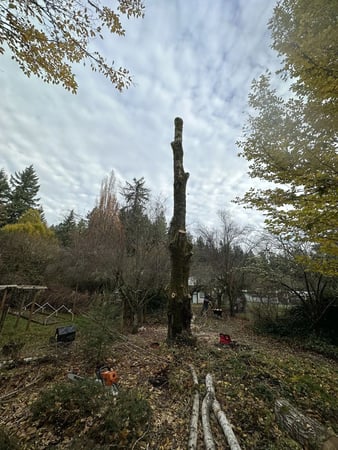 Images Mansfield Tree Services LLC