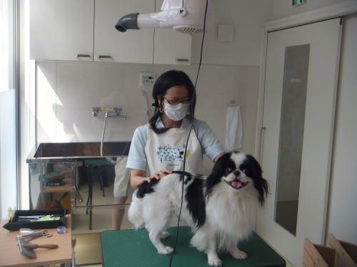 Images 林動物病院