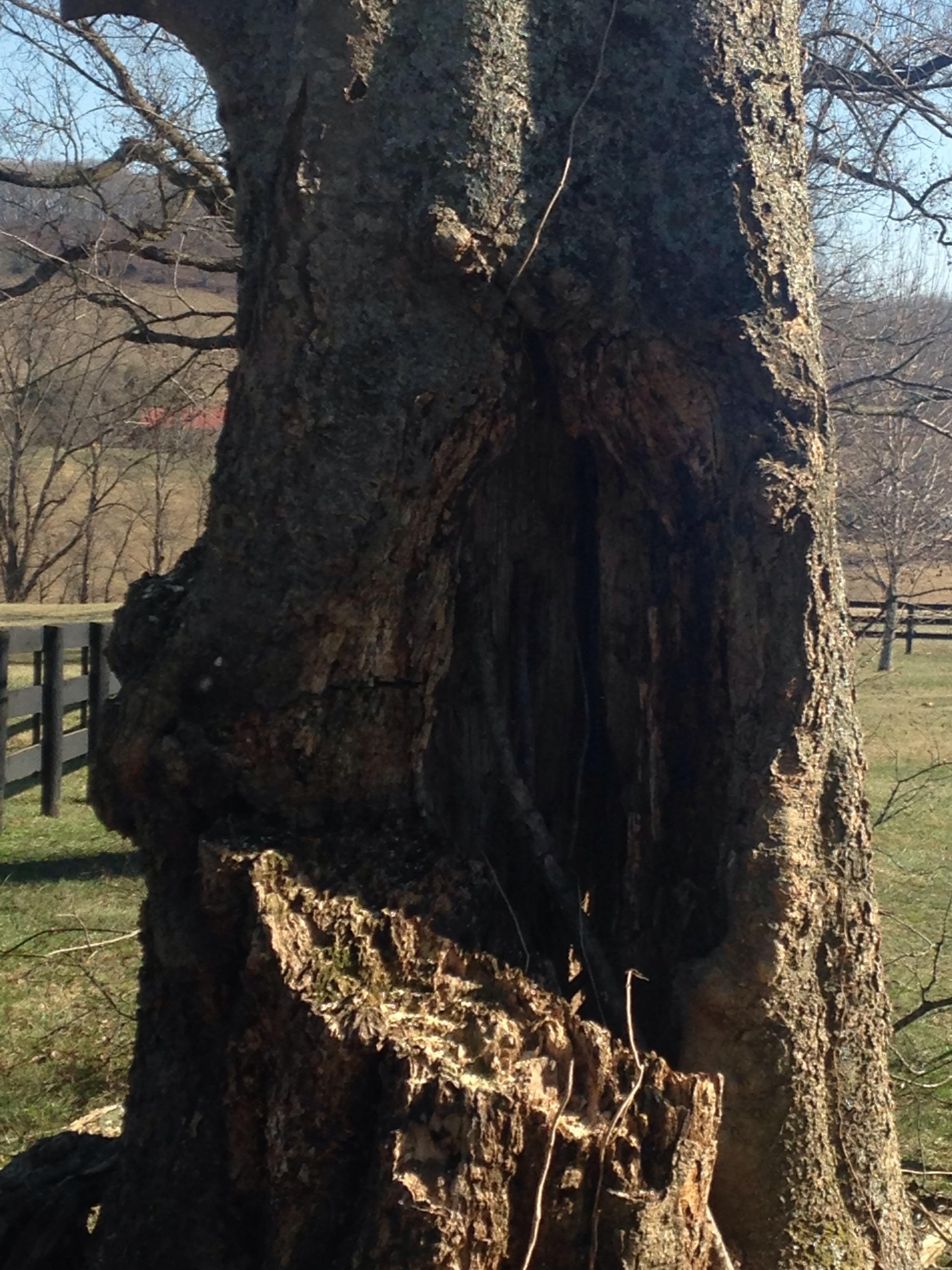 Quality First Tree Service & Landscaping