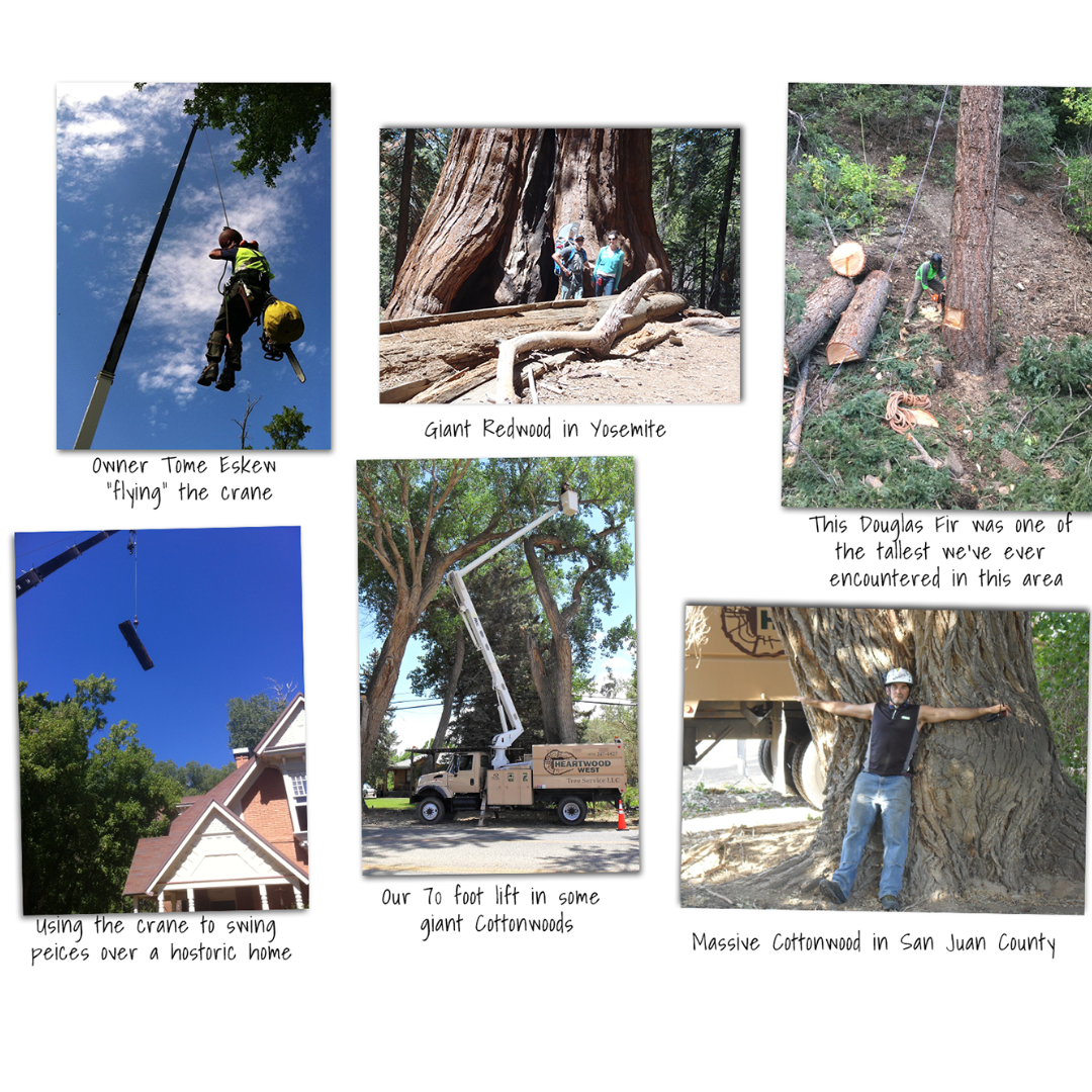 Heartwood West Tree Service Image