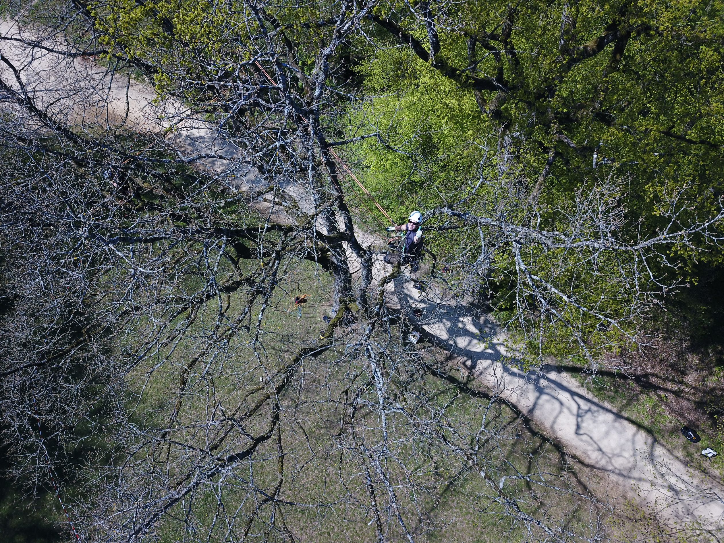 Bilder Baummaa Baumpflege GmbH