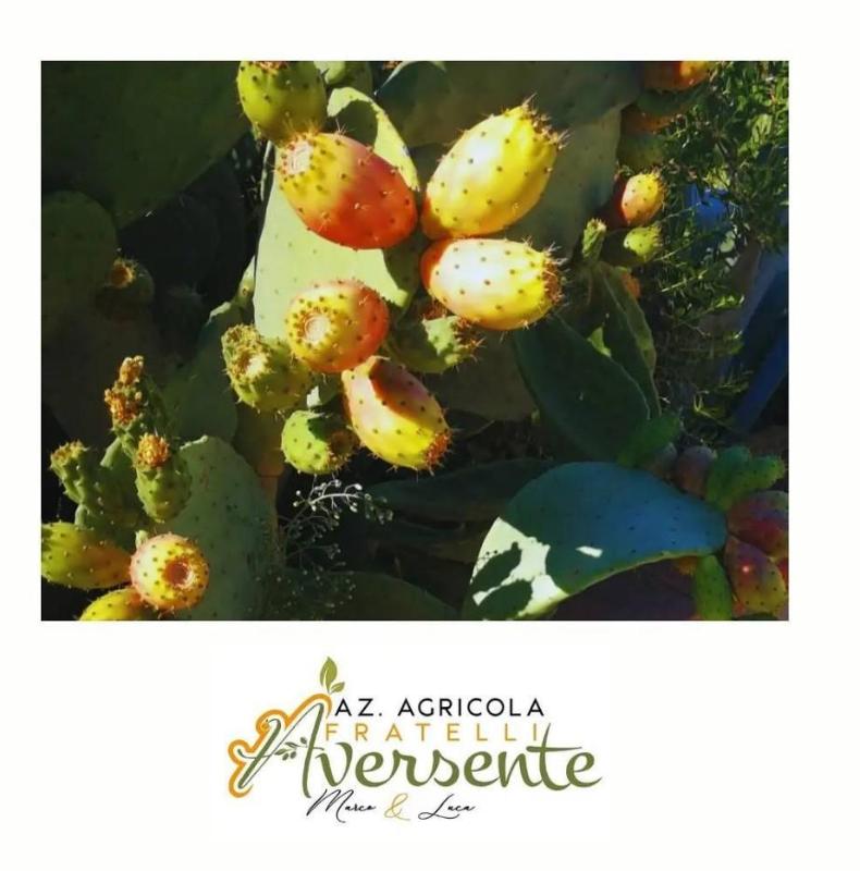 Images Azienda Agricola Aversente