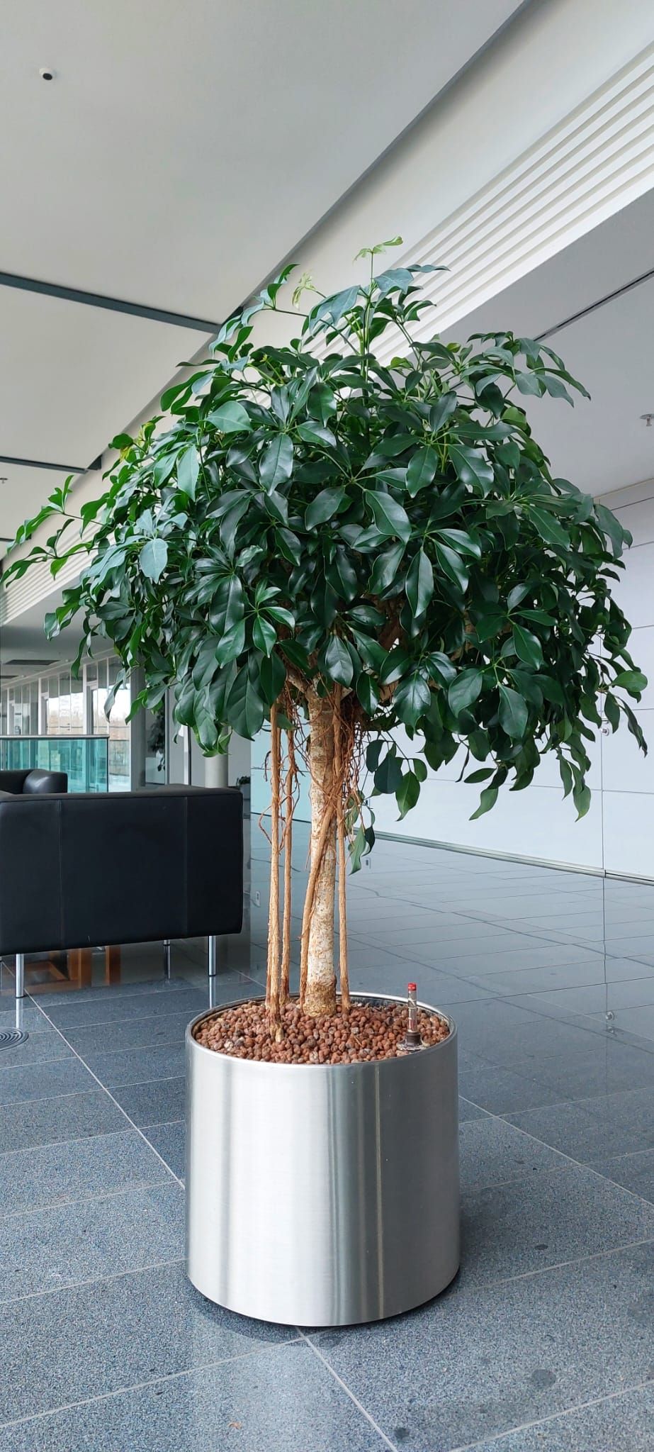 Grün im Raum Susanne Werner, An der Hohle 14 in Plauen