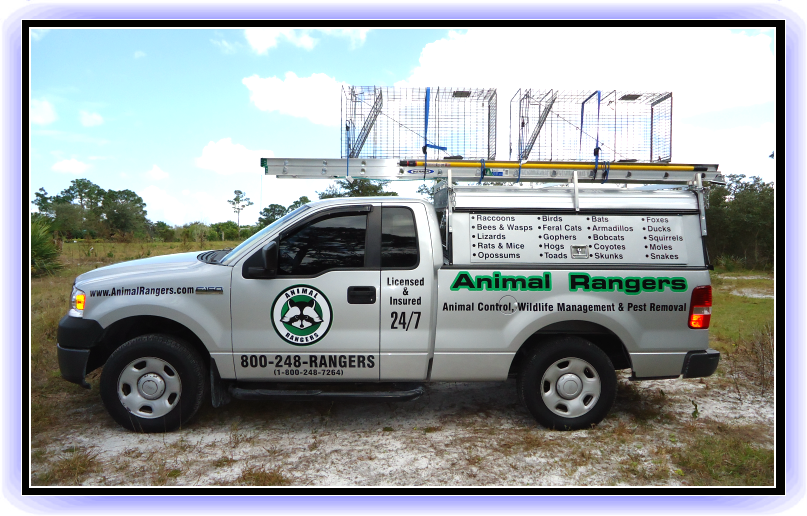 Animal Rangers fleet vehicle