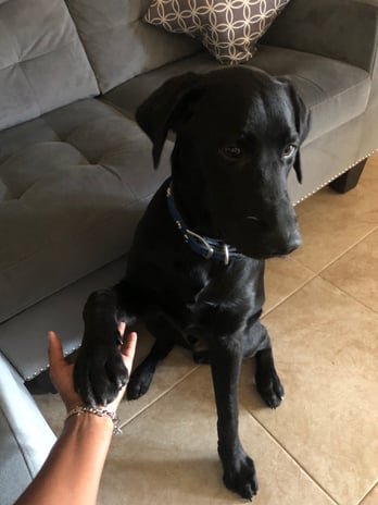 Images Pint Sized Pet Care