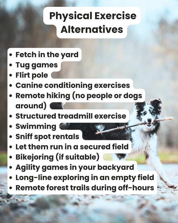 Images South Paw Doggie Daycare & Training Center