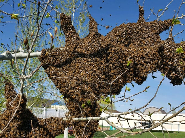 Images Bee Rescue Foundation Of Florida Live Bee Removal