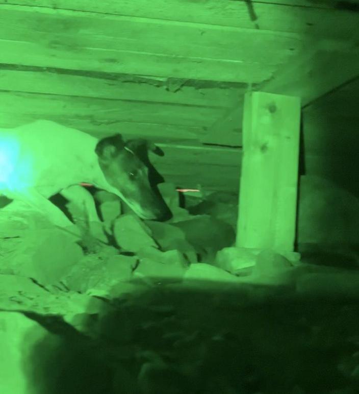 Images Skyddsjakt i Skåne