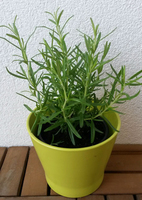 Bild 5 von Apotheke Zum Auge Gottes Mag. G. Libowitzky KG