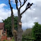 Images SNL Tree Surgeons - Tree Hedge Firewood Specialists Central Scotland