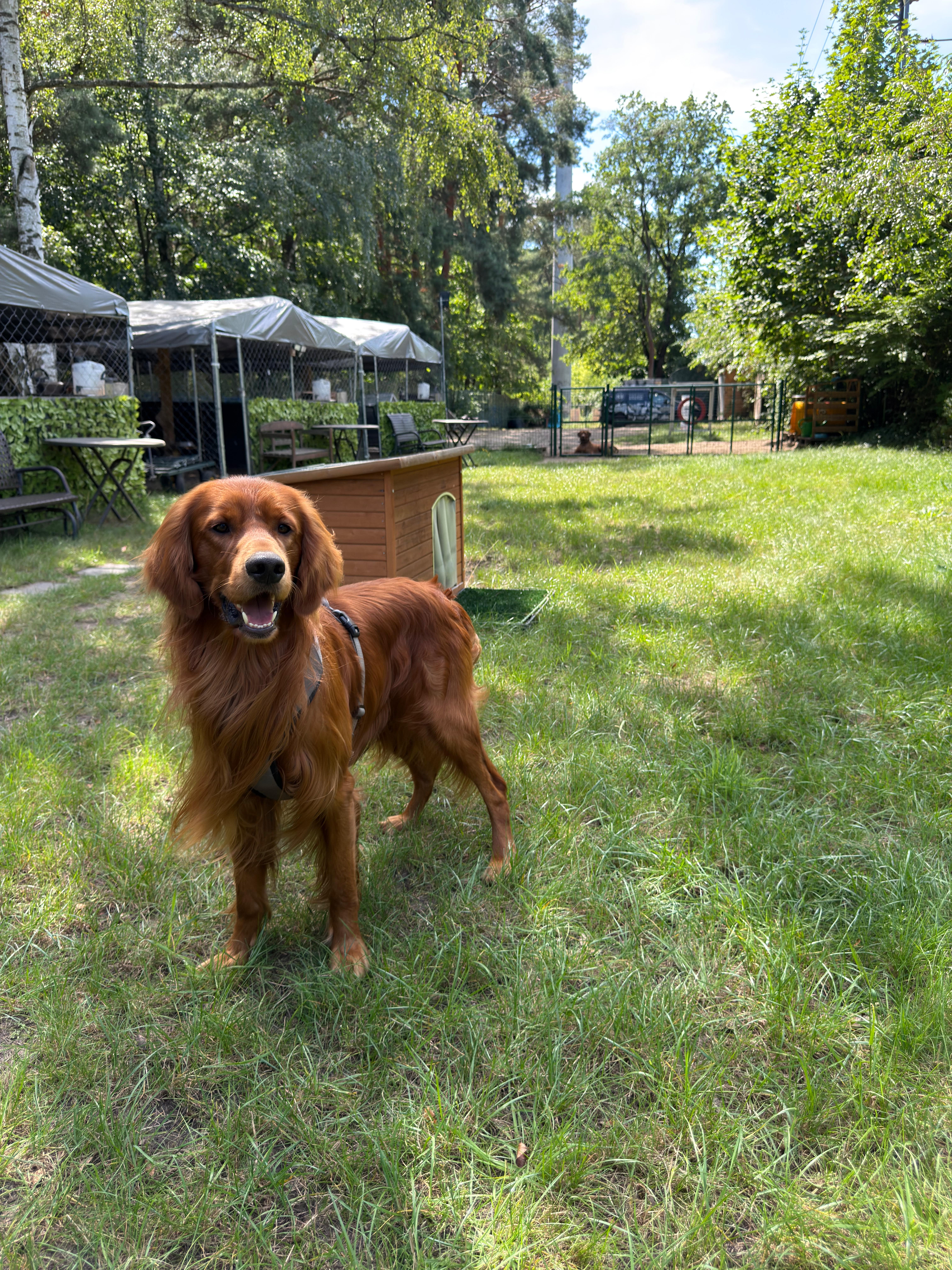 Bild 6 Dogcoach Hundezentrum in Berlin