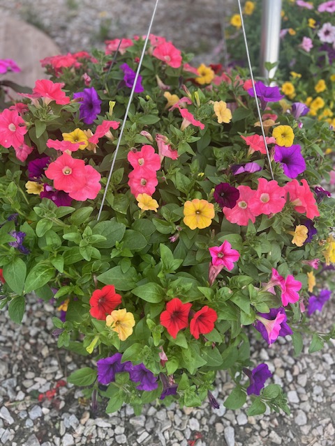 Images Blanchard’s Blossoms and Garden Center