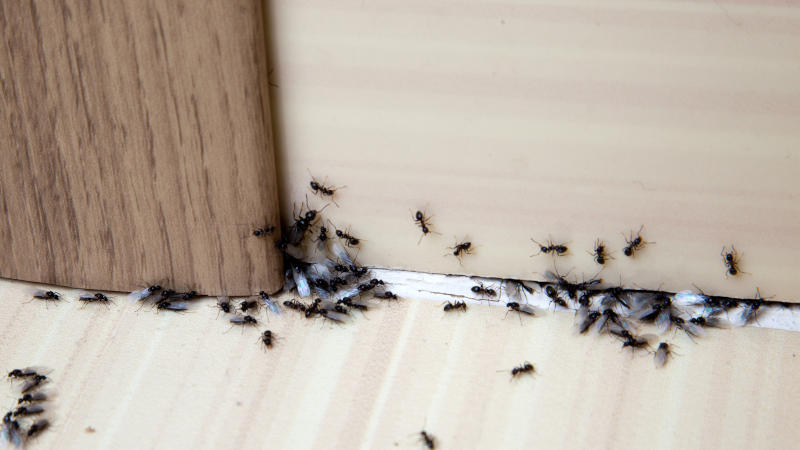 Images RZ Termite & Pest Control