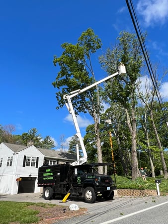 Images Yankee Tree Service