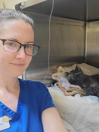 Images VCA SouthPaws Veterinary Specialists & Emergency Center