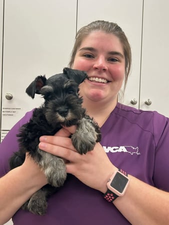 Images VCA AVH Animal Hospital