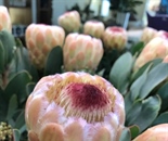 Bilder Aloe Blumen