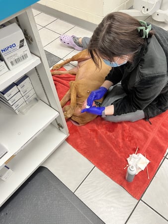 Images VCA Preston Park Animal Hospital