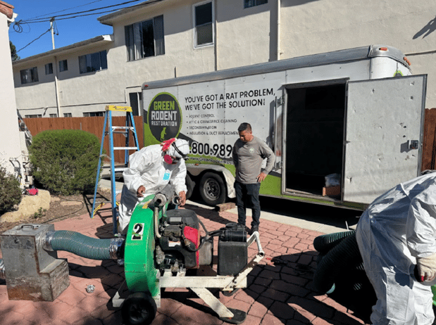 Images Green Rodent Restoration