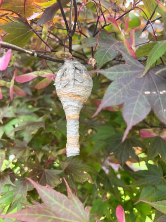 Images Precision Pest Control LLC