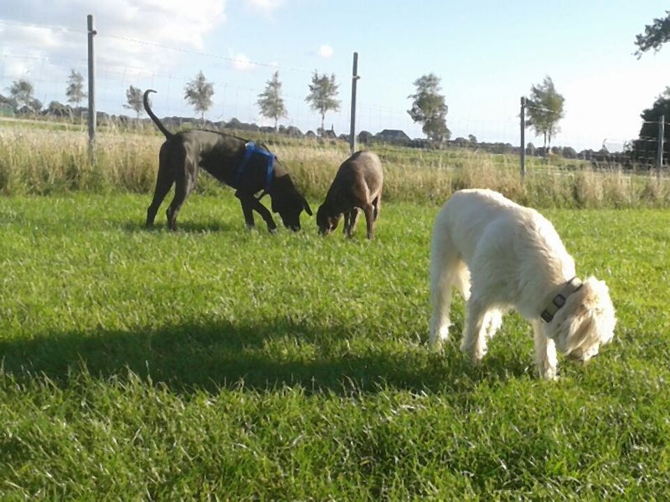 DogWaysCenter Moiken Plath - Hundephysio, Hundehotel/Pension, Hundetraining, Andreßenweg 1 in Friedrichskoog