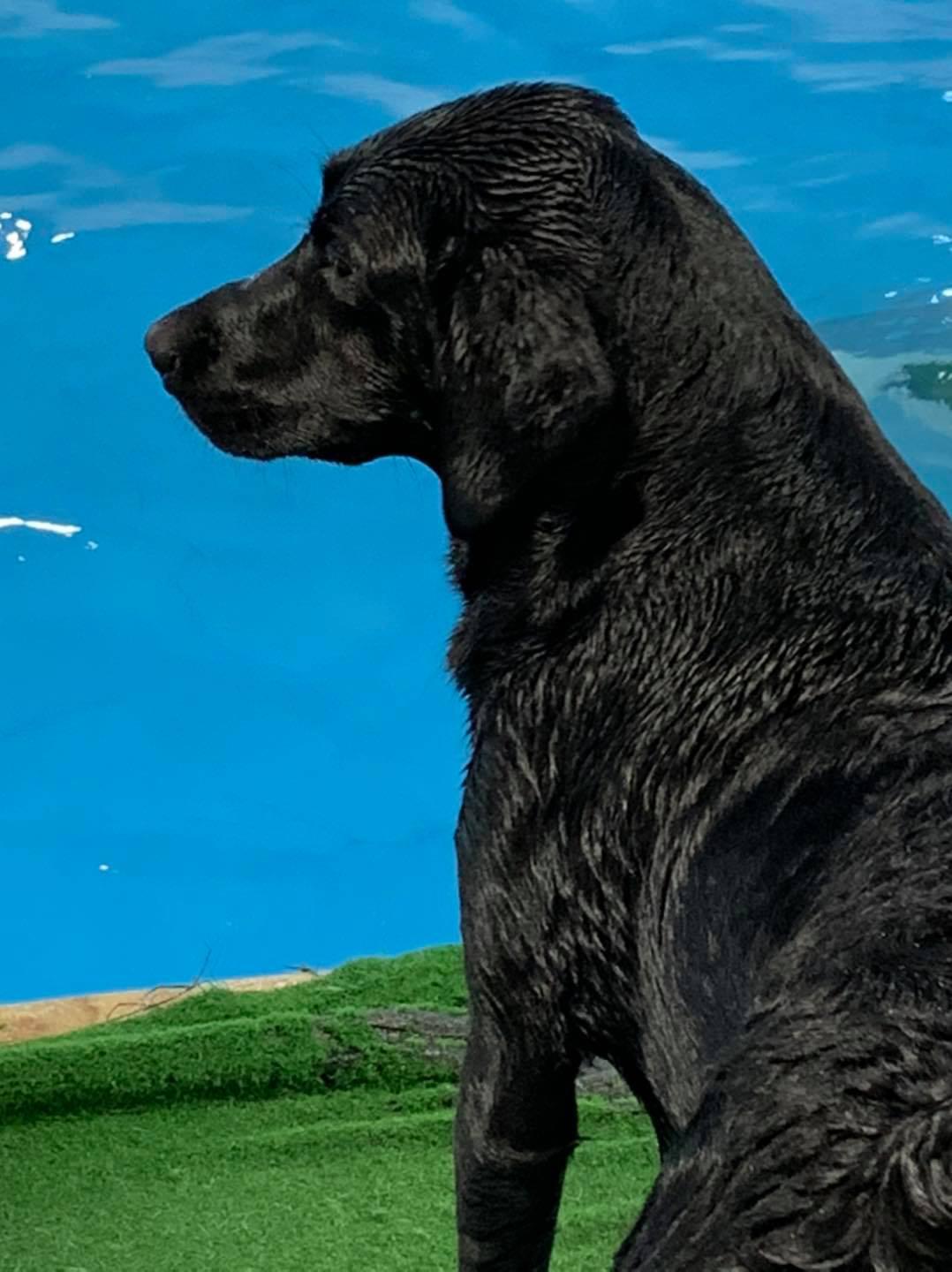 Rocket Dogs k-9 Aquatics & Wellnes Center Photo