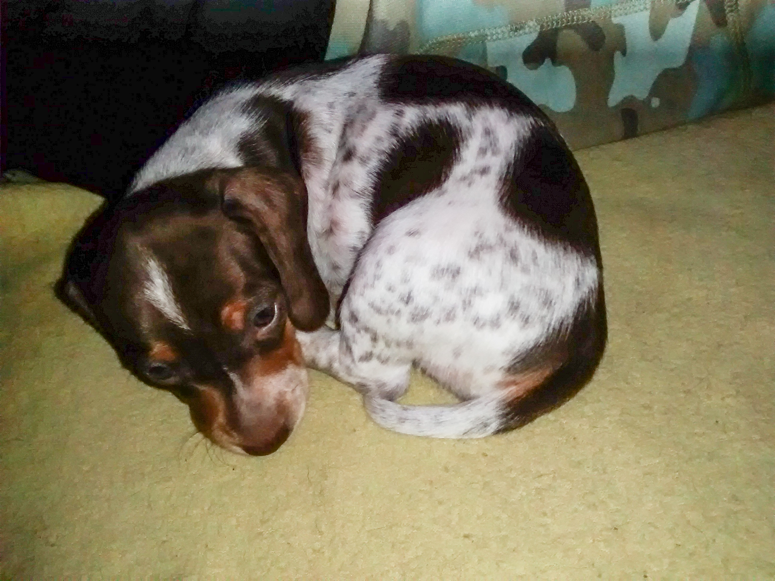 dachshund puppies for sale ny dachshund puppies for sale central new york in manlius ny 13104 chamberofcommerce dachshund puppies for sale ny dachshund puppies for sale central new york in manlius ny 13104 chamberofcommerce