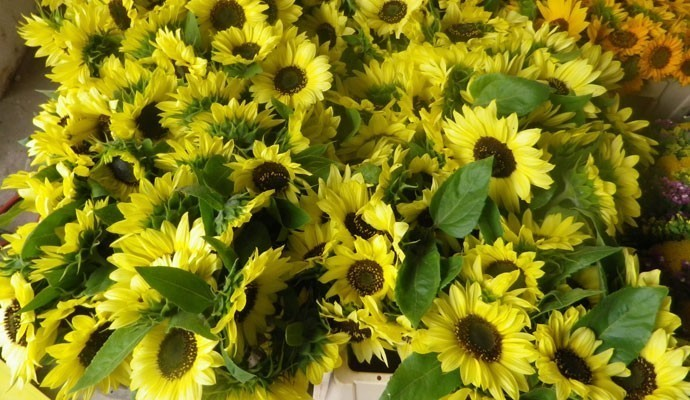 Gössl Thomas - Gartenbau, Schliefbergstraße 3 in Leobendorf