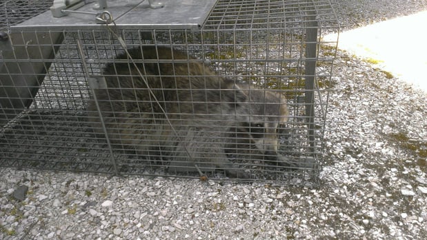 Images Smart Solutions Pest Management