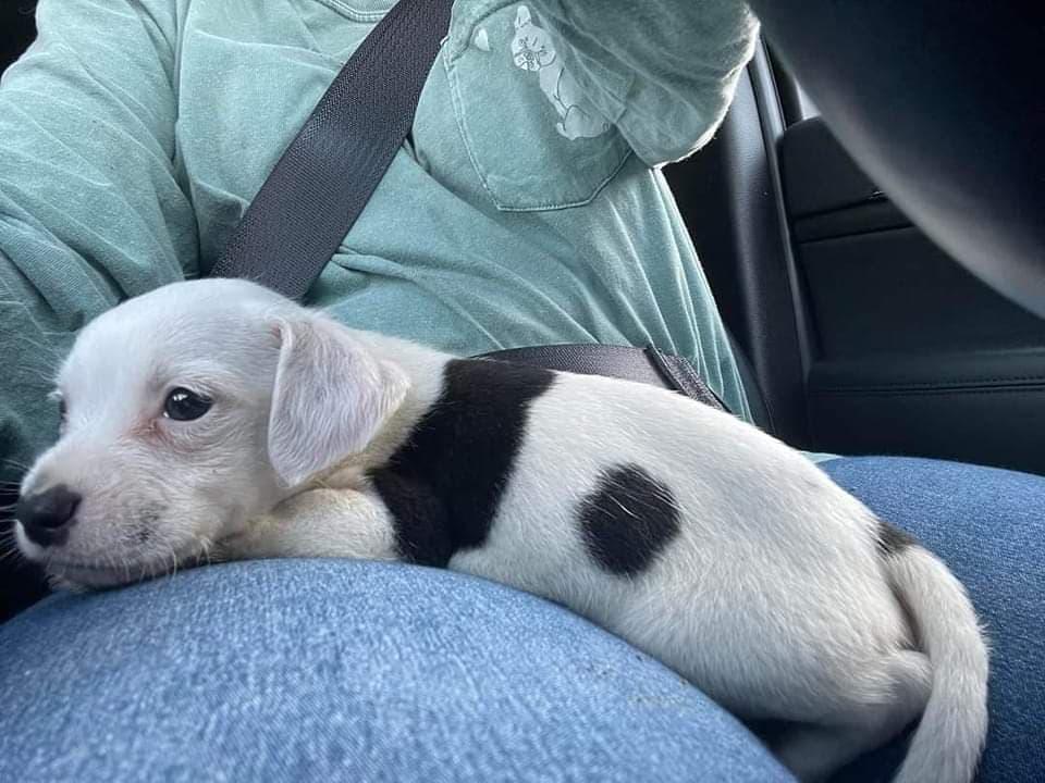 Adventure Pets Pet Food Supply Store Mandeville LA Shop Now!