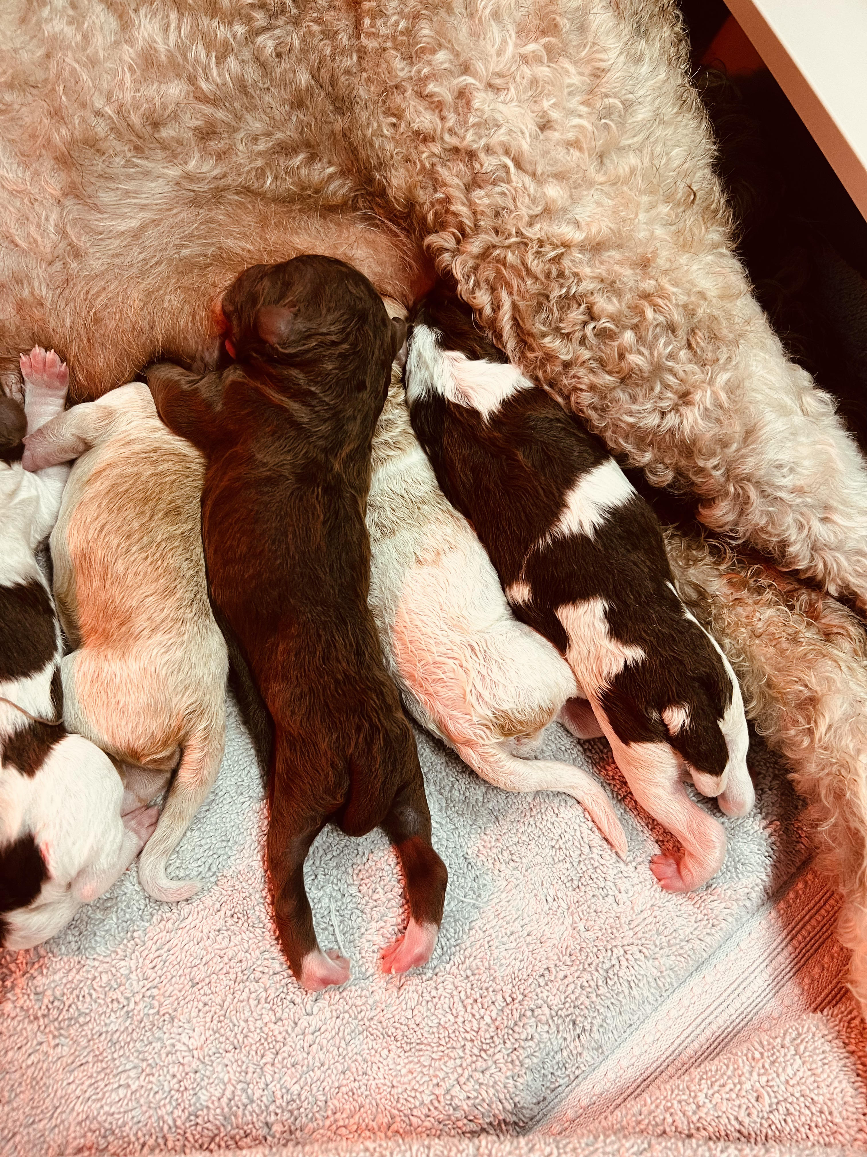 Goldendoodleday Image