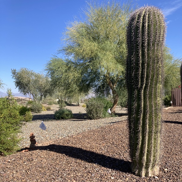 New Invisible Fence® installation in Phoenix, AZ