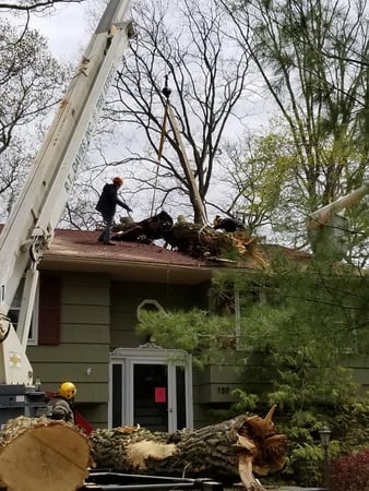 Images R.T. Davies Inc. Tree Experts