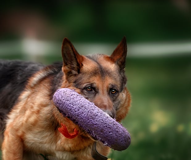 Images Great Outdogs