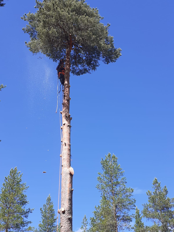 Images Skogstorp Träd & Gård - Trädfällning Eskilstuna