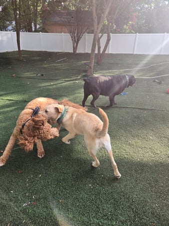 Images Wag Watchers DayCare & Spa
