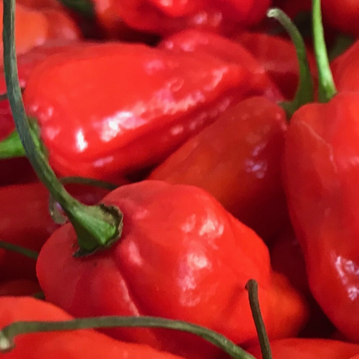 Images Chilli Mash Company