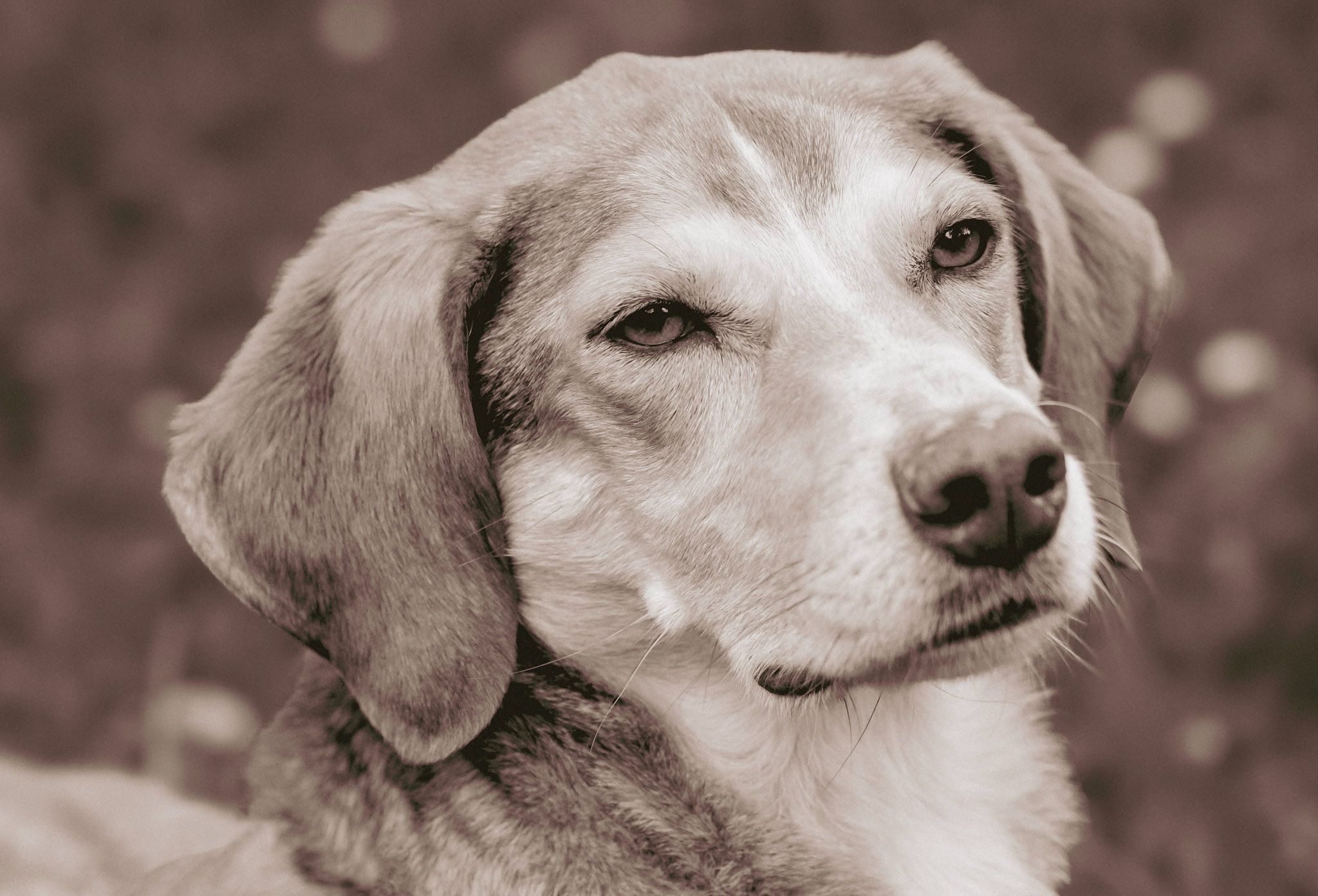 Lenny's Lerntreff - Die freundliche Hundeschule mit Herz in Bad Sobernheim