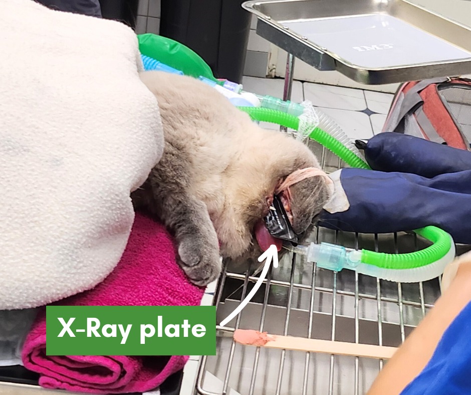Images Streatham Hill Veterinary Surgery