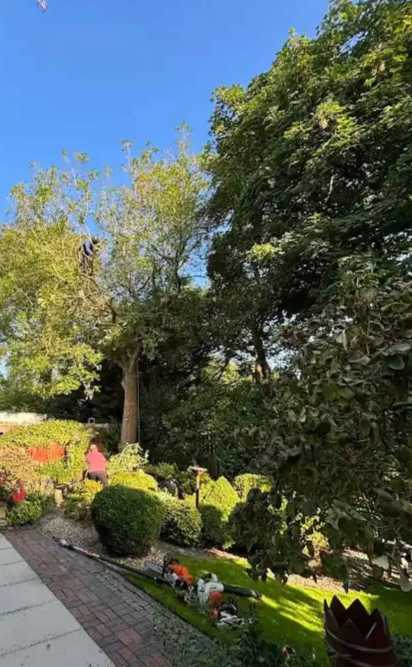 Images Tree Doctors & Landscaping