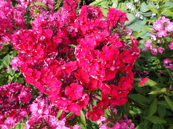 Images Pihapalvelu Pionipuu