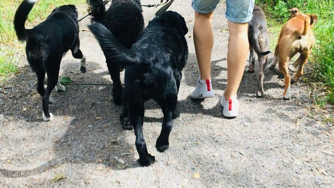 Images Primeras Hunddagis